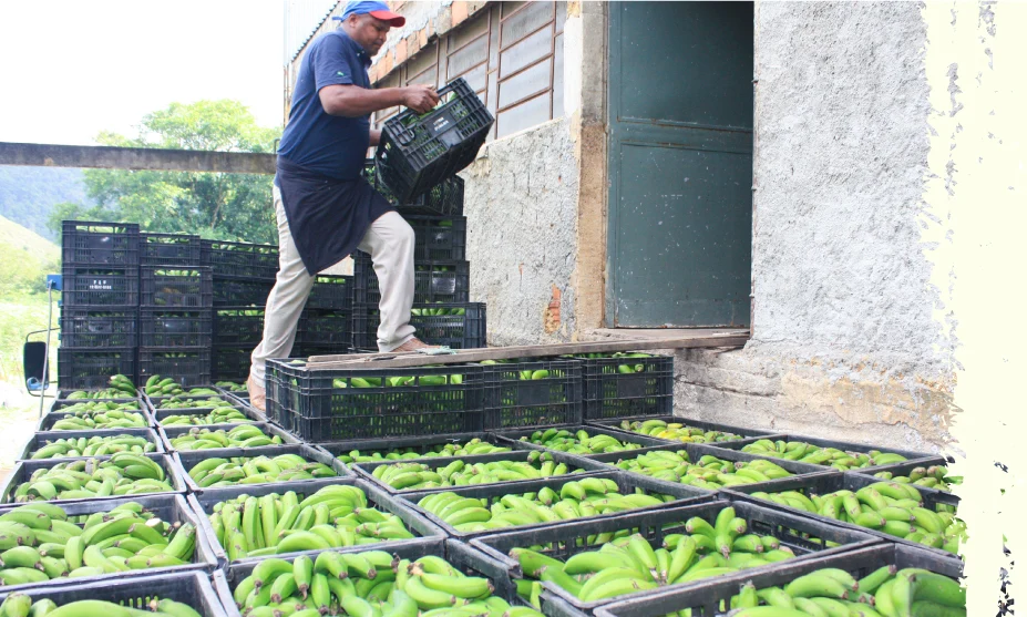 Worker in a cap stepping on stacked crates, unloading green bananas from a loading area beside a concrete building.